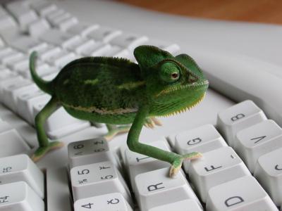 Maskotem openSUSE je chameleon Geeko, zdroj cuduwudu.com