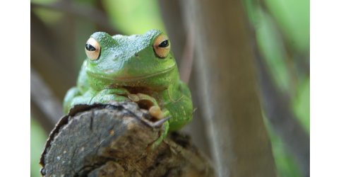 Originální/barevná fotografie žáby