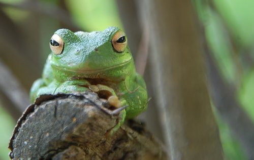 Originální/barevná fotografie žáby